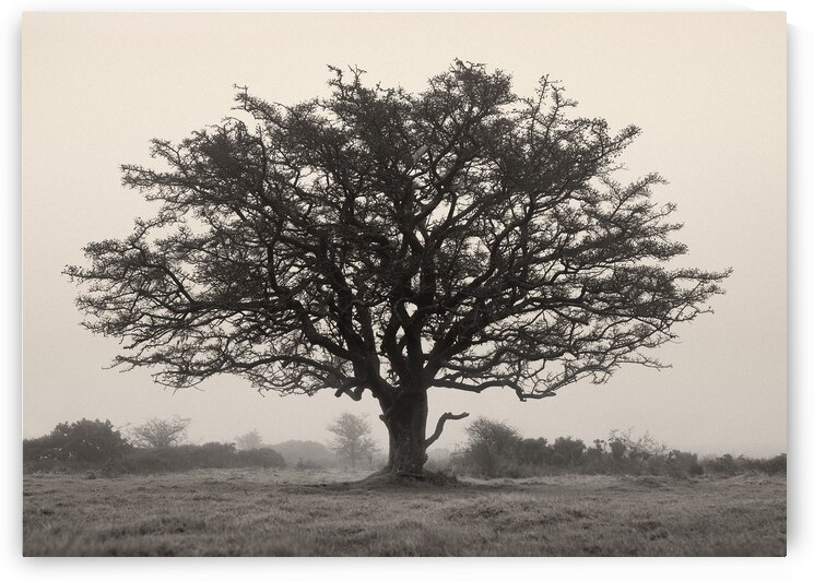 Exmoor Tree by Dave Bowman