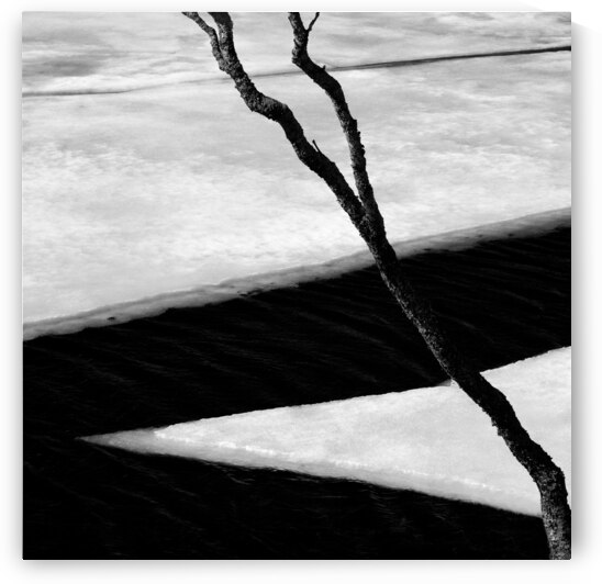 Tree and Ice by Dave Bowman