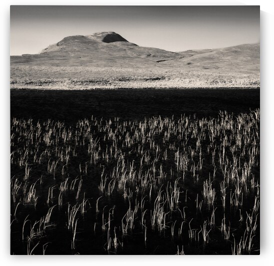 Loch Awe Reeds by Dave Bowman