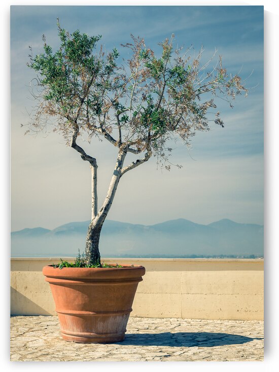 Olive Tree by Dave Bowman