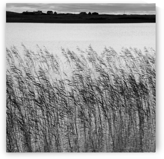 Uist Reeds by Dave Bowman