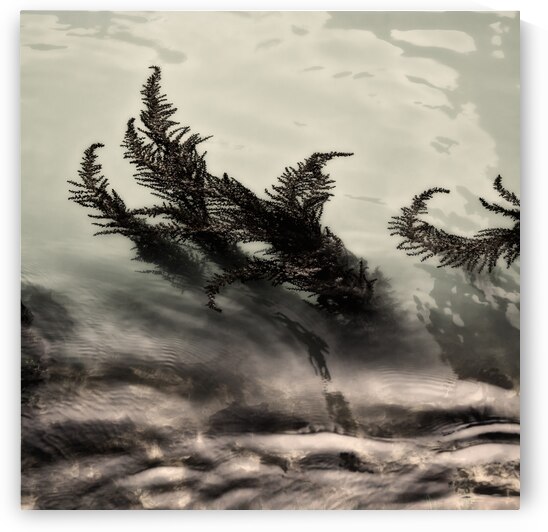 Water Fronds by Dave Bowman