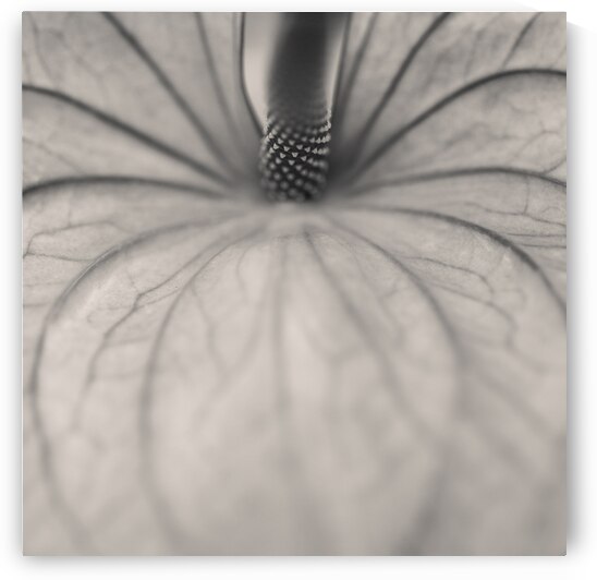 Anthurium by Dave Bowman