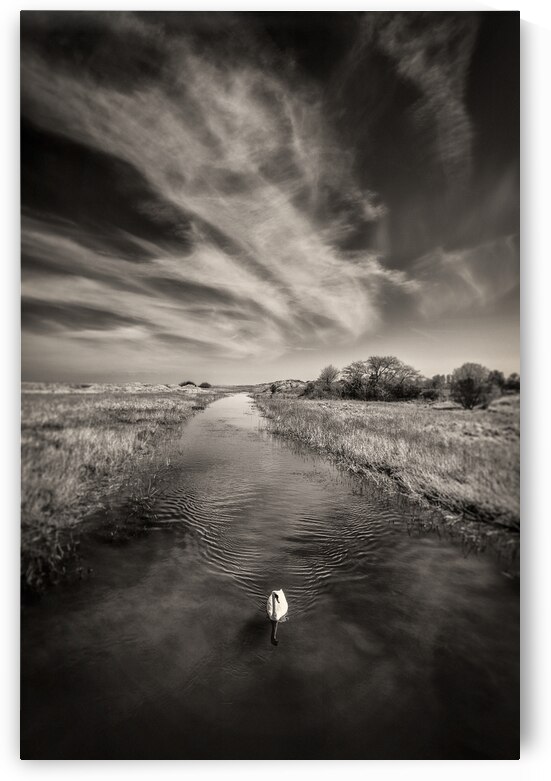 White Swan by Dave Bowman