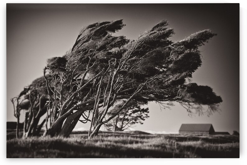 Windswept Trees by Dave Bowman