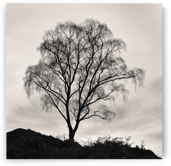 After The Leaves Have Gone by Dave Bowman