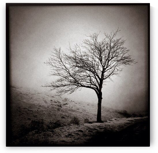 Winter Tree by Dave Bowman