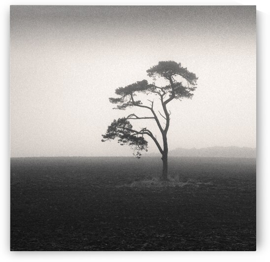 St Cyrus Tree by Dave Bowman