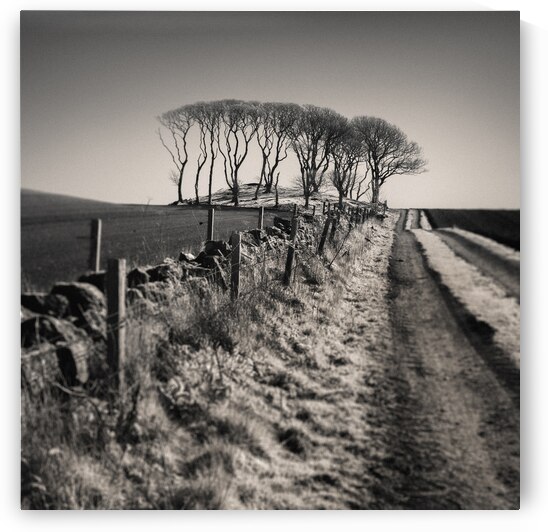 Fields End Grove by Dave Bowman