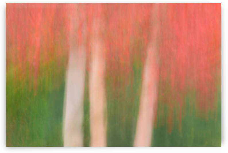 Maple in Motion by Dave Bowman