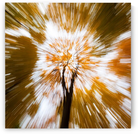 Autumn Explosion by Dave Bowman