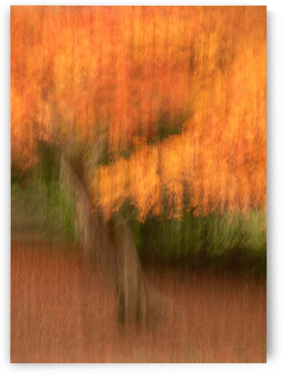 Autumn in Motion by Dave Bowman