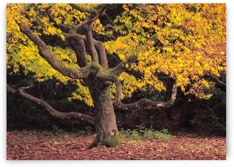 Japanese Maple at Autumn by Dave Bowman