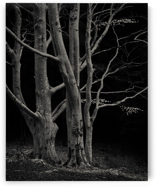 Beech Tree by Dave Bowman
