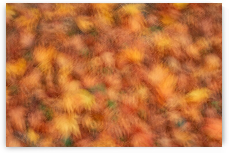 Autumn Leaves by Dave Bowman