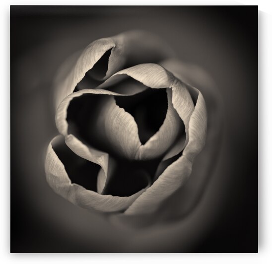 Tulip by Dave Bowman