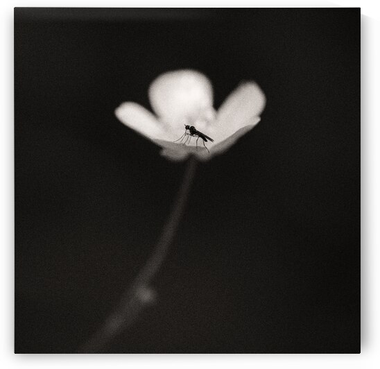 Woodland Study 1 by Dave Bowman