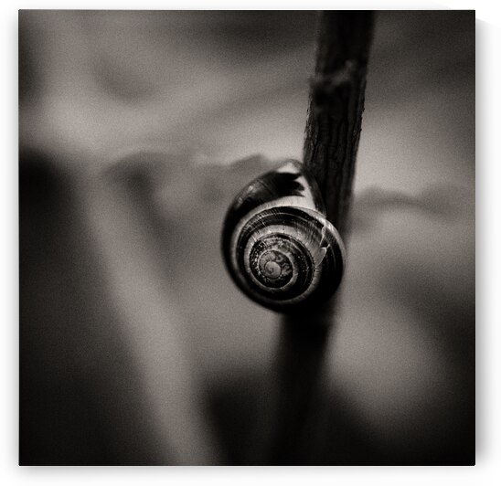 Woodland Study 11 by Dave Bowman