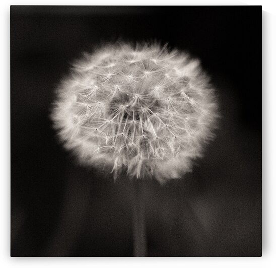 Woodland Study 5 by Dave Bowman