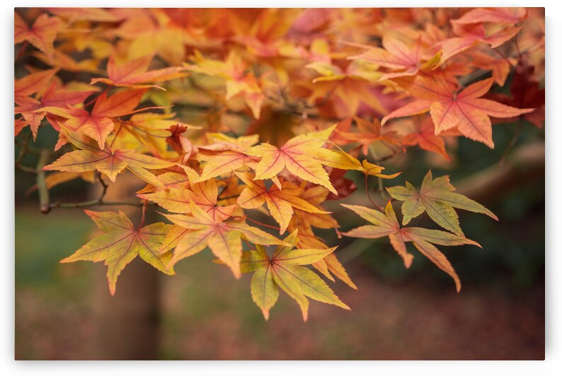 Turning Seasons by Dave Bowman