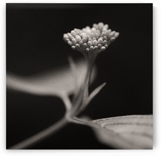 Woodland Study 4 by Dave Bowman