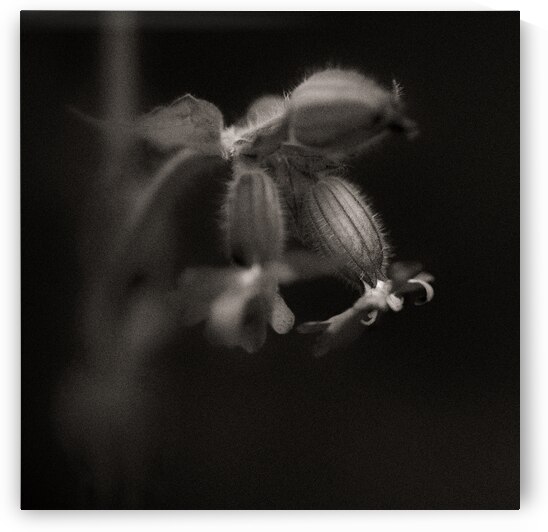 Woodland Study 9 by Dave Bowman