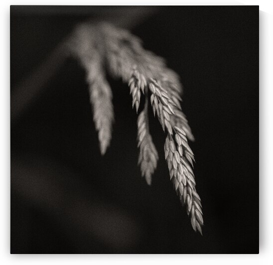 Woodland Study 7 by Dave Bowman