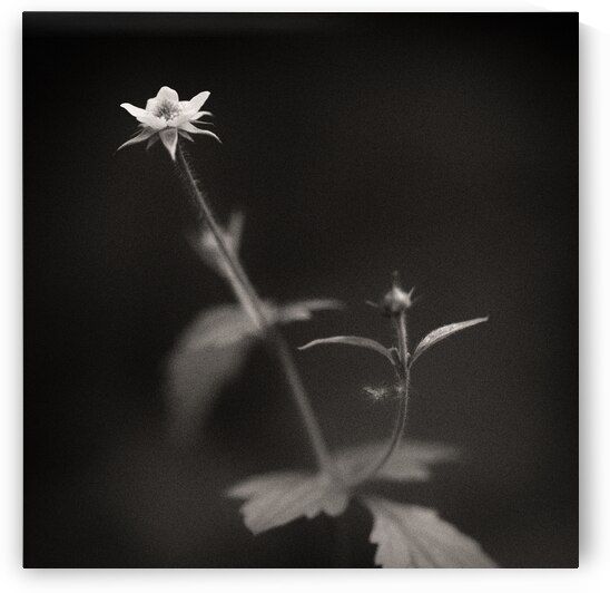 Woodland Study 3 by Dave Bowman