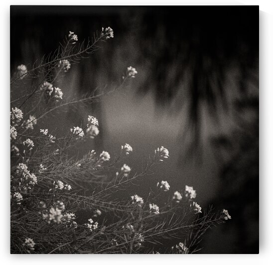 Woodland Study 12 by Dave Bowman