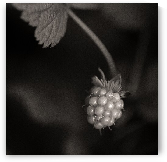 Woodland Study 10 by Dave Bowman