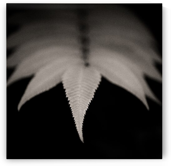 Woodland Study 8 by Dave Bowman