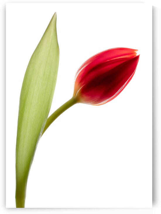 Red Tulip by Dave Bowman