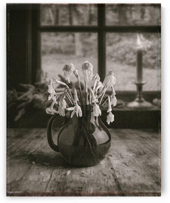 Dead Daffodils by Dave Bowman