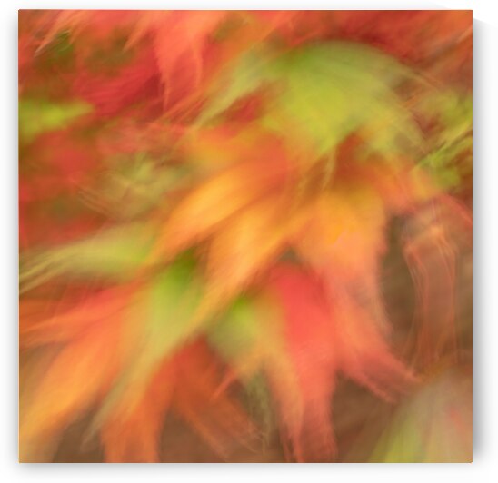 Autumn Collage by Dave Bowman