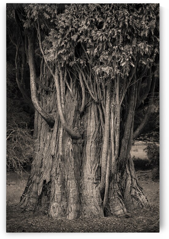 Incense Cedar by Dave Bowman