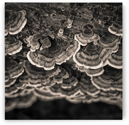 Bracket Fungi by Dave Bowman