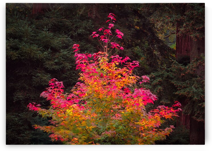 Fire Tree by Dave Bowman