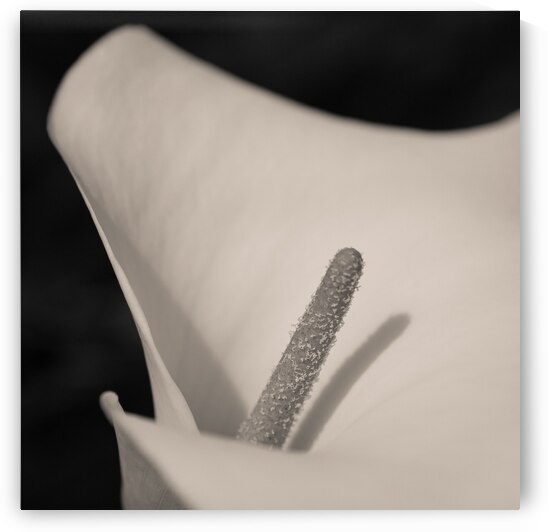 Calla Lily Beauty by Dave Bowman