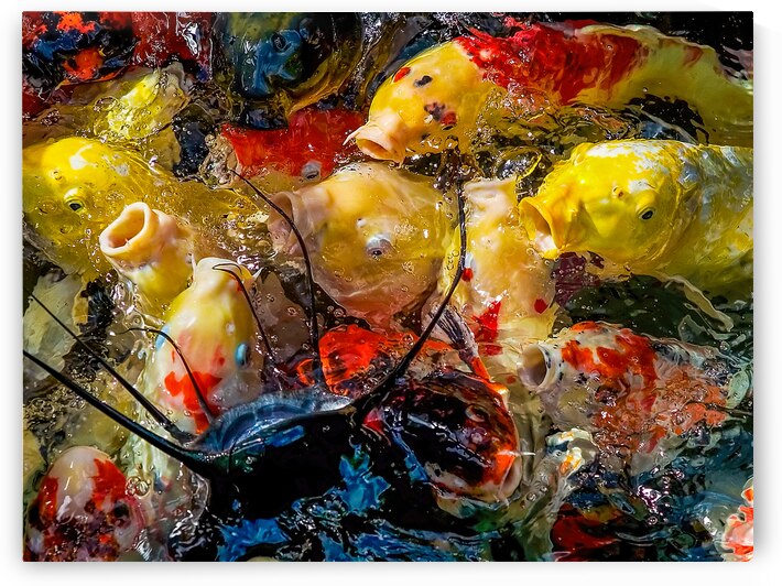 Fish Fight by Dave Bowman