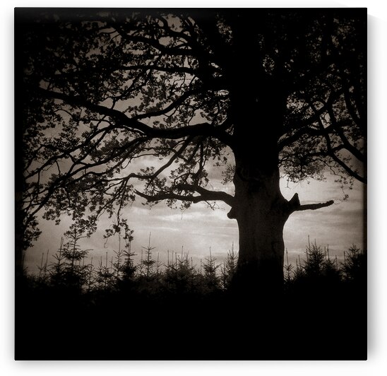 As the Day Fades by Dave Bowman