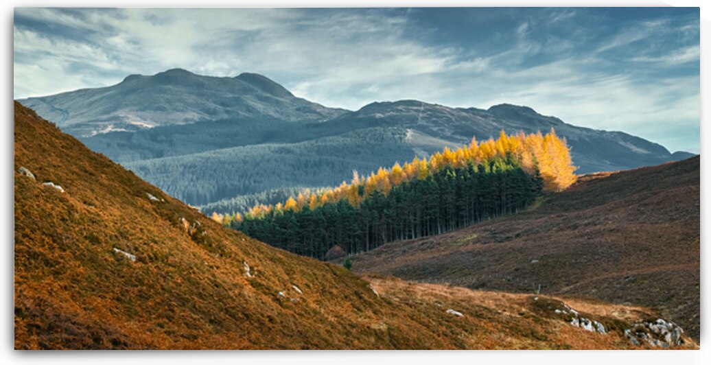 Tay Forest Edge by Dave Bowman