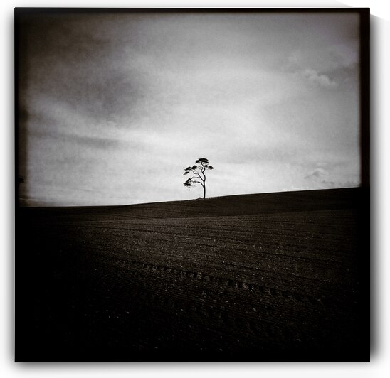 Field Tree by Dave Bowman