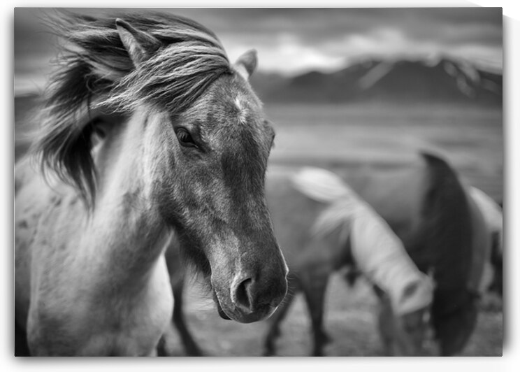 Icelandic Horse by Dave Bowman