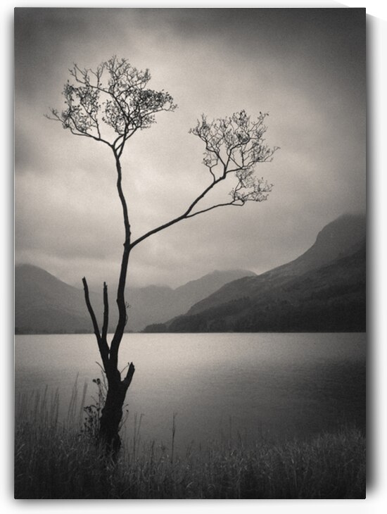 Lone Tree on Buttermere by Dave Bowman