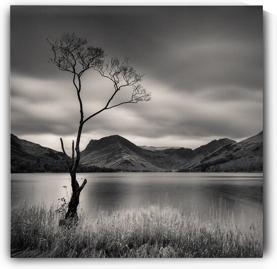 Buttermere Tree by Dave Bowman