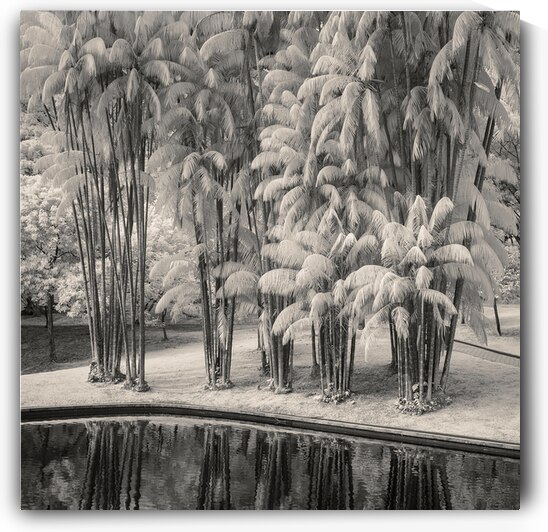 KLCC Park Bamboo by Dave Bowman