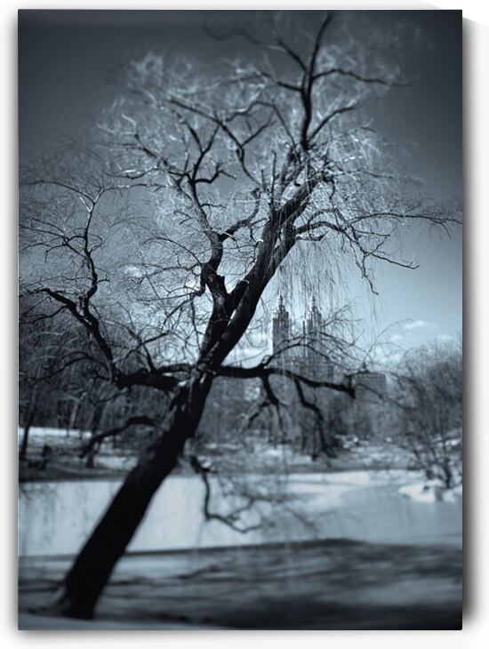 Winter in Central Park by Dave Bowman