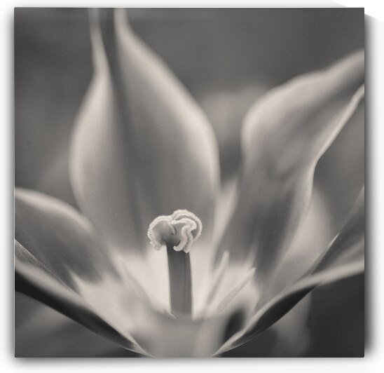 Tulip Pistil by Dave Bowman