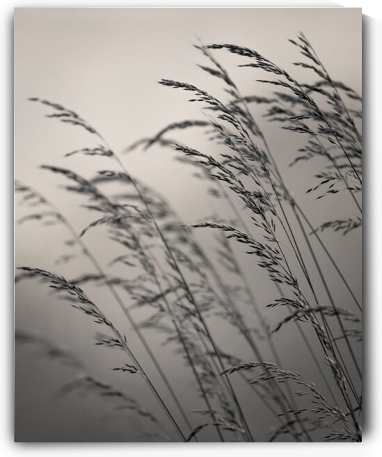 Field Grass by Dave Bowman