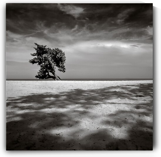 Beach Tree by Dave Bowman